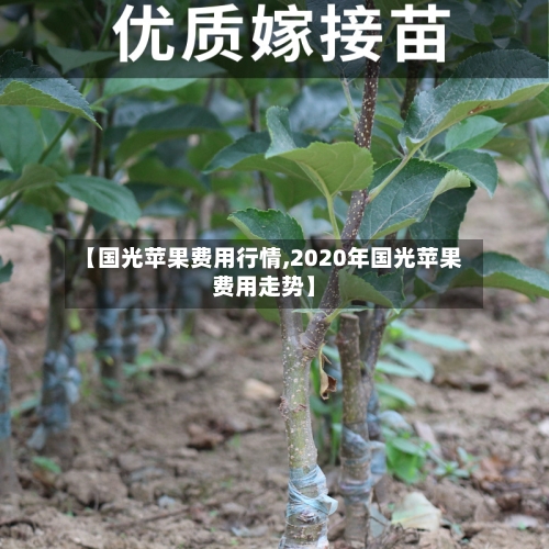 【国光苹果费用行情,2020年国光苹果费用走势】-第3张图片