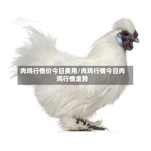肉鸡行情价今日费用/肉鸡行情今日肉鸡行情走势-第2张图片